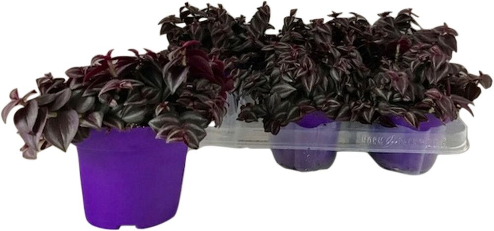 Rippuv sebralill Purple Passion Ø12 cm