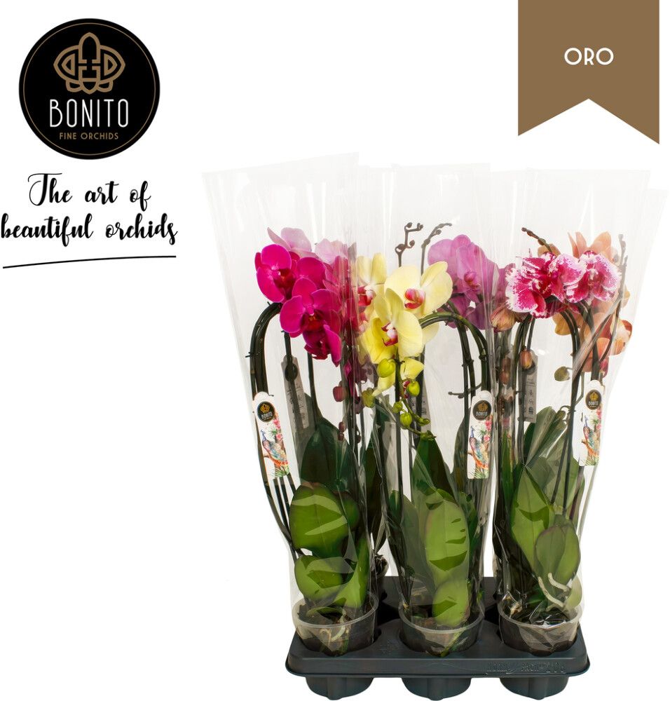 Kuuking mix Ø 12 cm