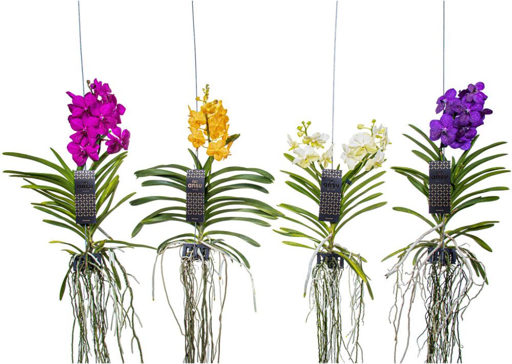 Vanda mix                          