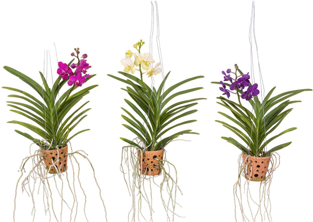 Vanda mix potis Ø 14 cm