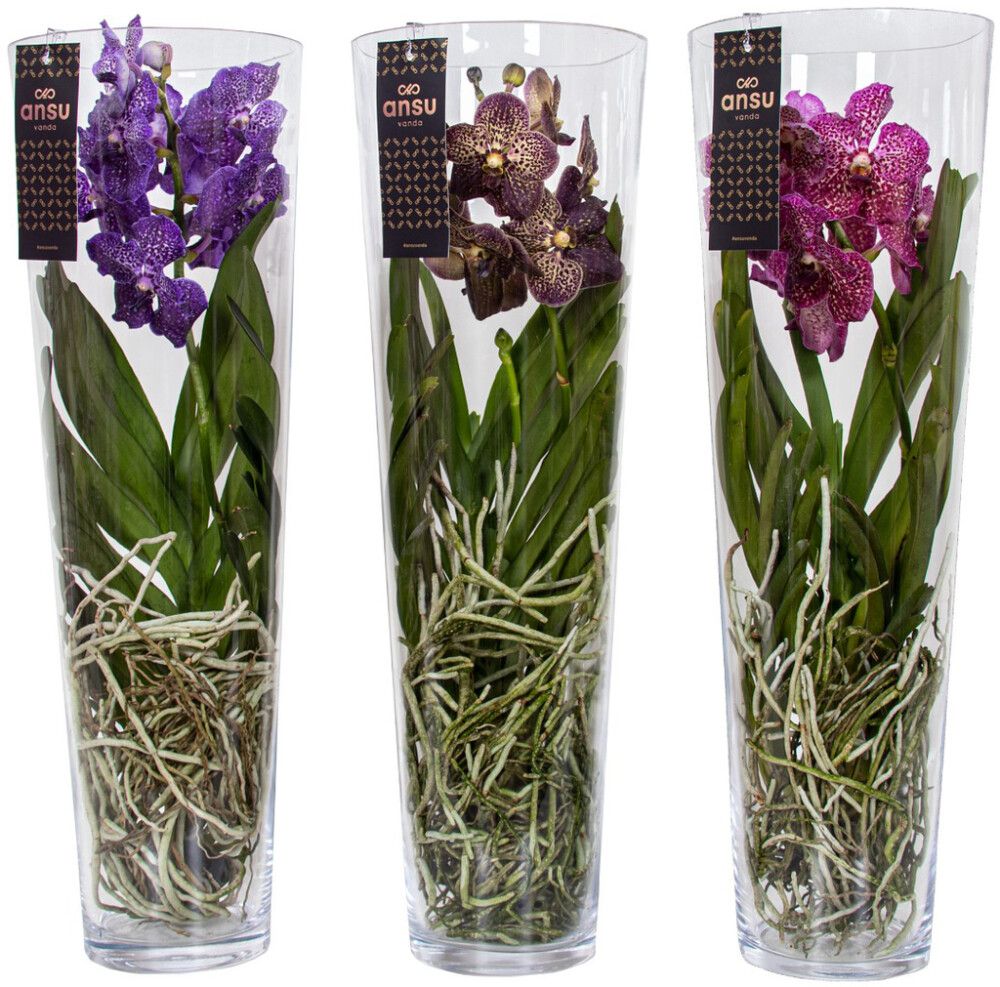 Vanda Lisanne Mix 70 cm