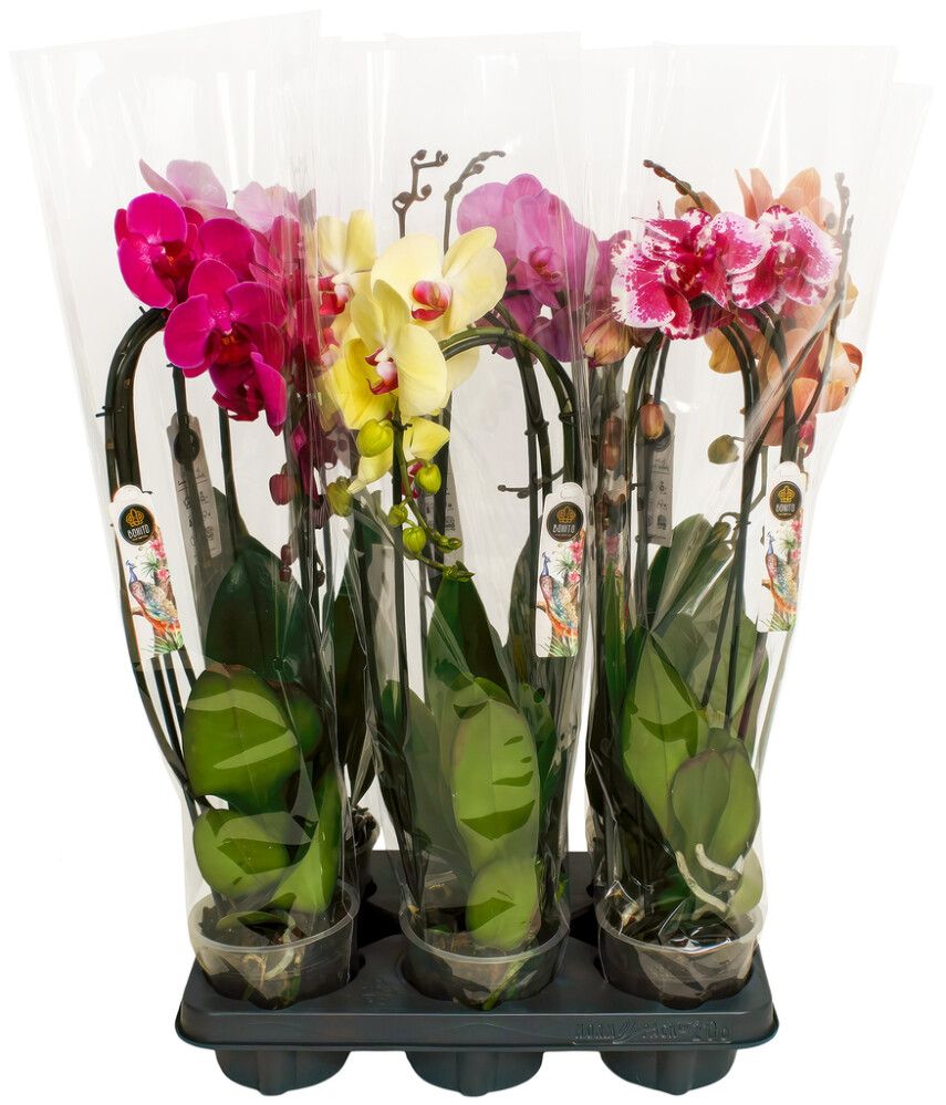 Kuuking mix  kaarel 2-vart Ø 12 cm