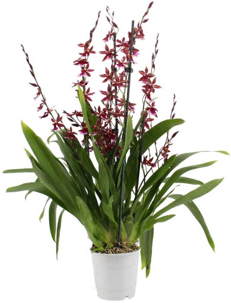 Kambria Barrocco 5-vart Ø 12 cm