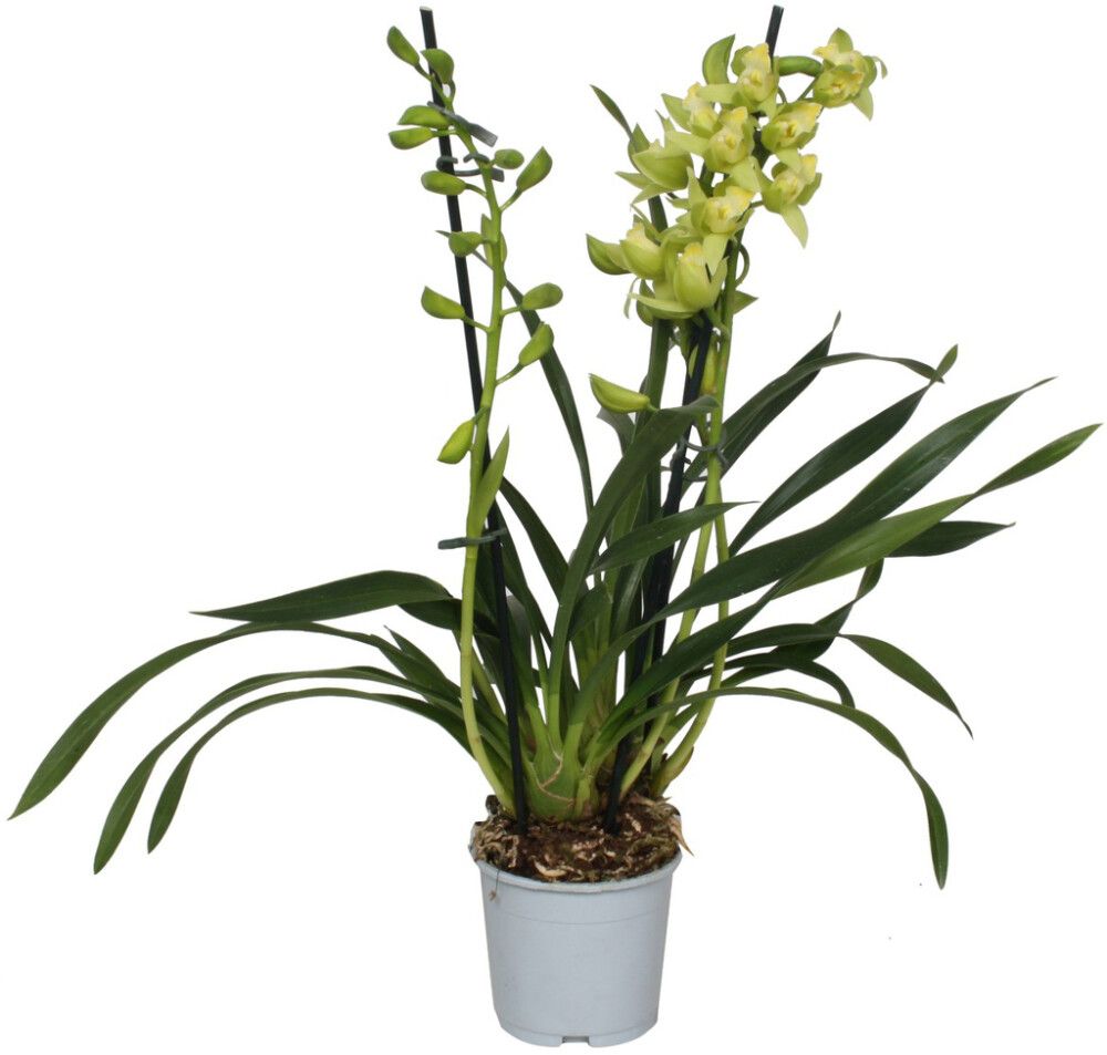 Tsümbiidium Green Arrow 2-vart Ø 12 cm