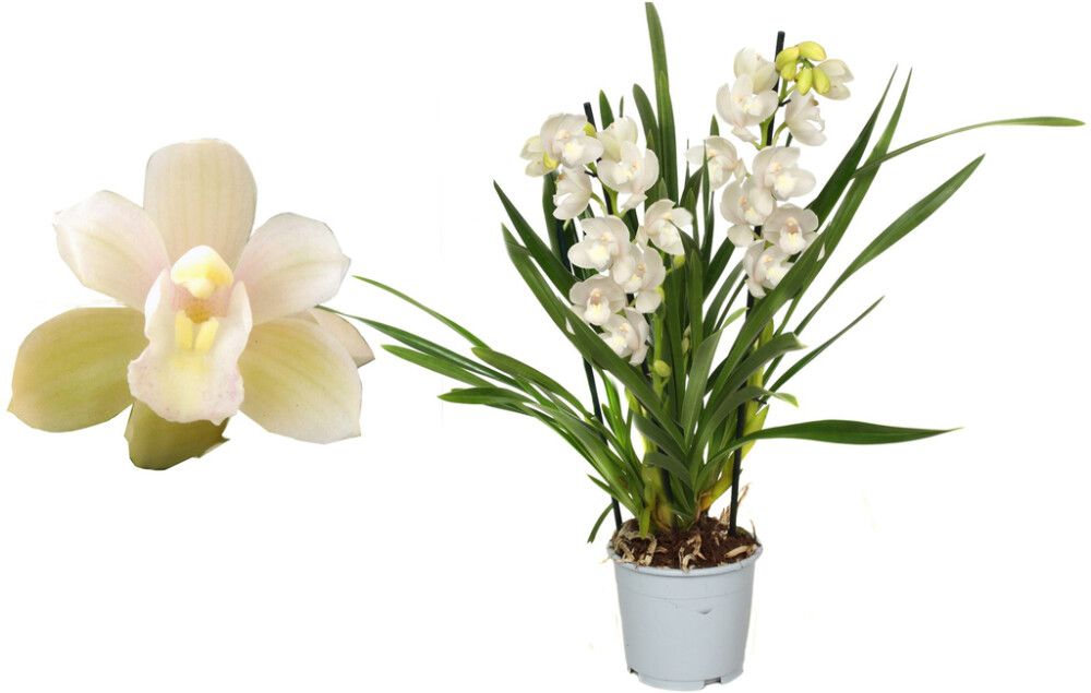 Tsümbiidium Ice Dance 2-vart Ø 12 cm