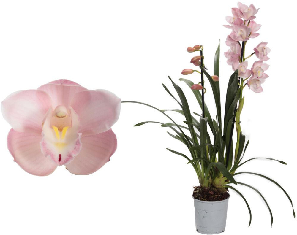 Tsümbiidium Pink Paddy 2-vart Ø 12 cm