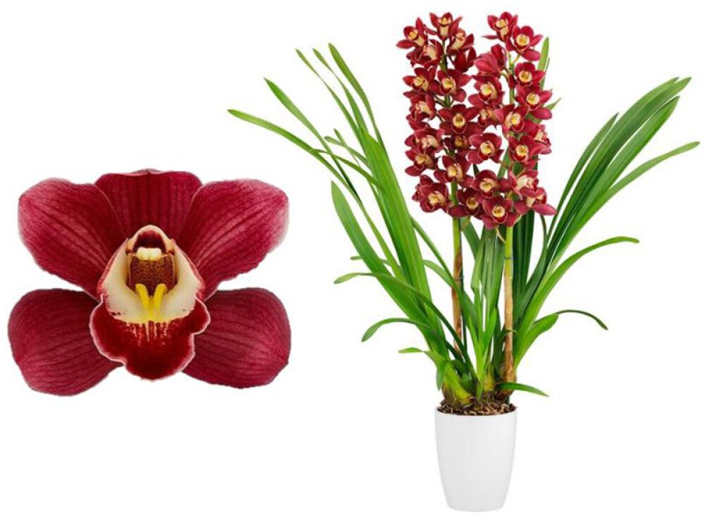 Tsümbiidium Red Arrow 2-vart Ø 12 cm