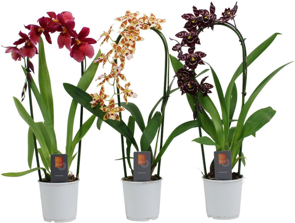 Kambria mix Ø 9 cm, 1-vars