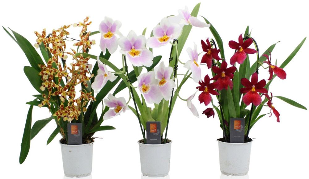 Kambria mixkaarel 2-vart Ø 9 cm