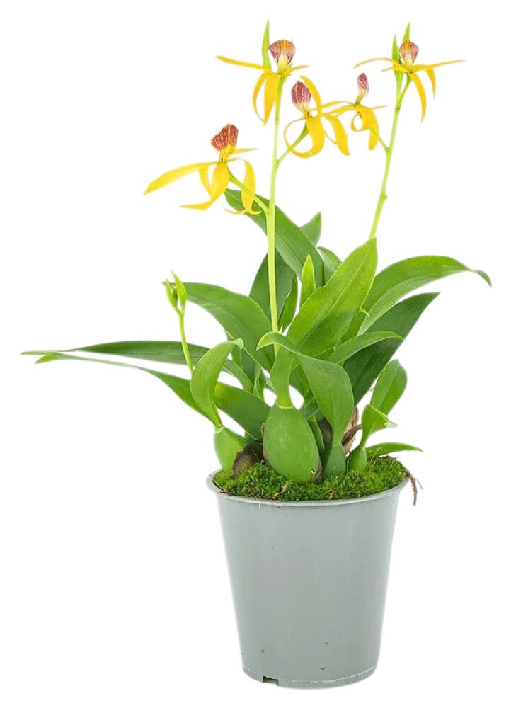 Encyclia hübriid Jasper Ø 9 cm