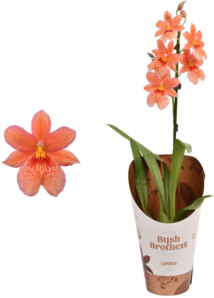 Kambria Nelly Isler 1-vars Ø 12 cm