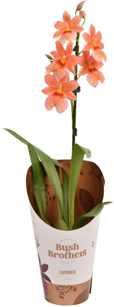 Kambria Nelly Isler 1-vars Ø 12 cm