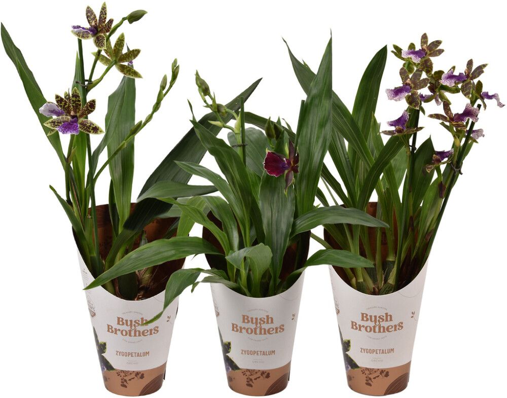 Sinikäpp 2-vart Ø 12 cm