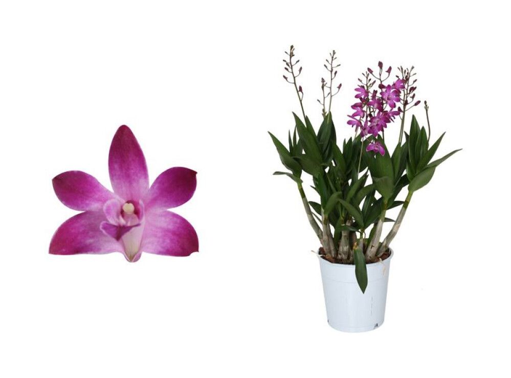 Dendroobium Berry Oda 4-vart  Ø 12 cm