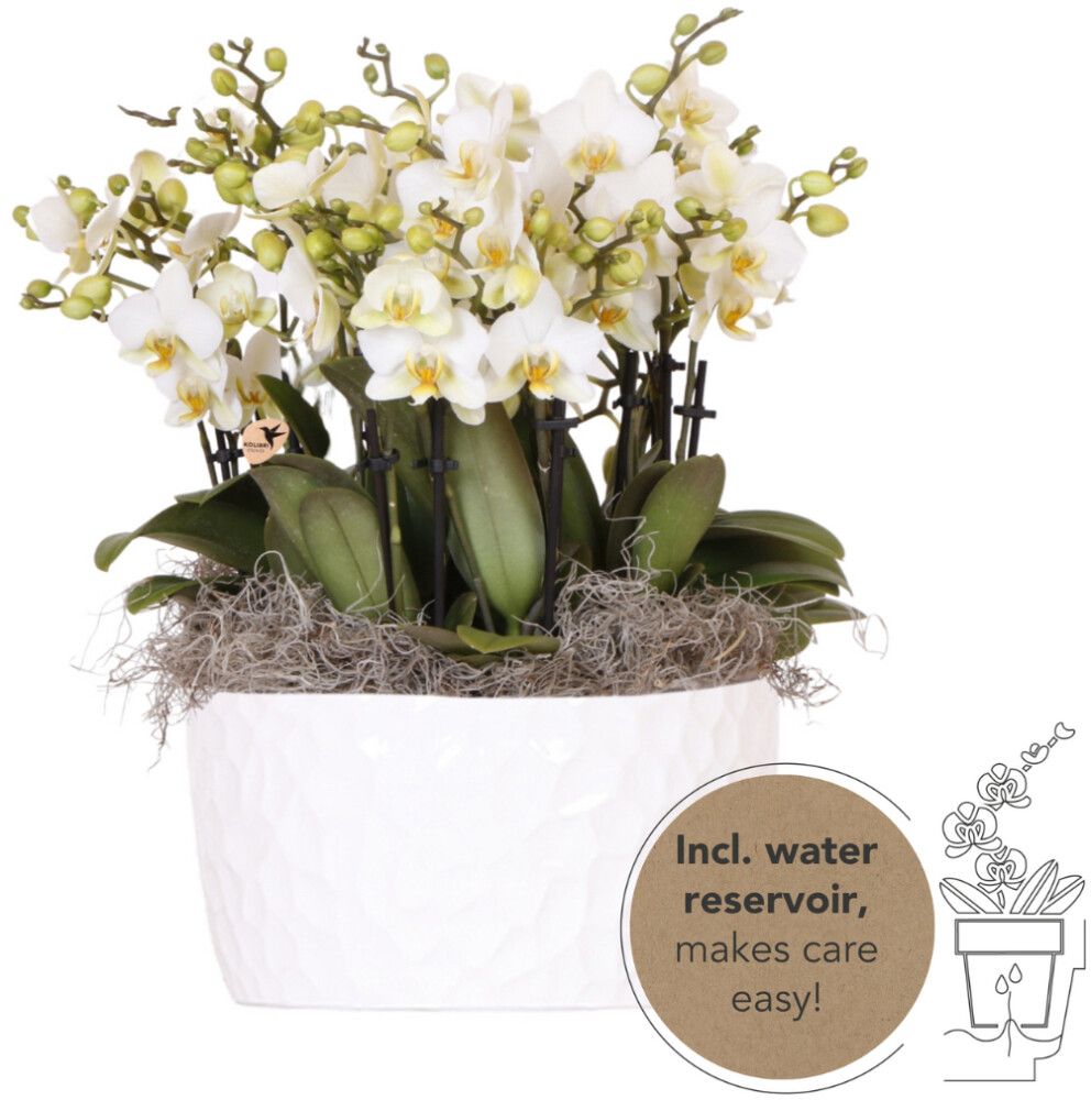 Kuuking Lausanne keraamilises potis