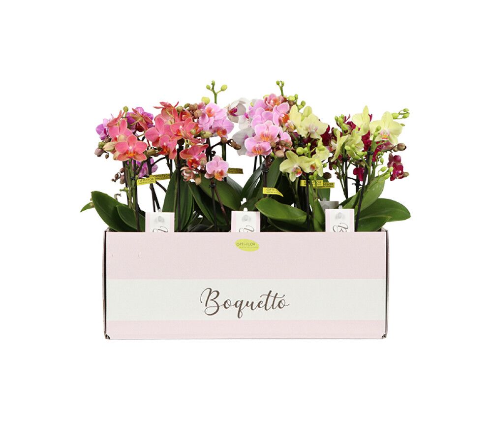 Kuuking Boquetto Mix 3-vart Ø 12 cm