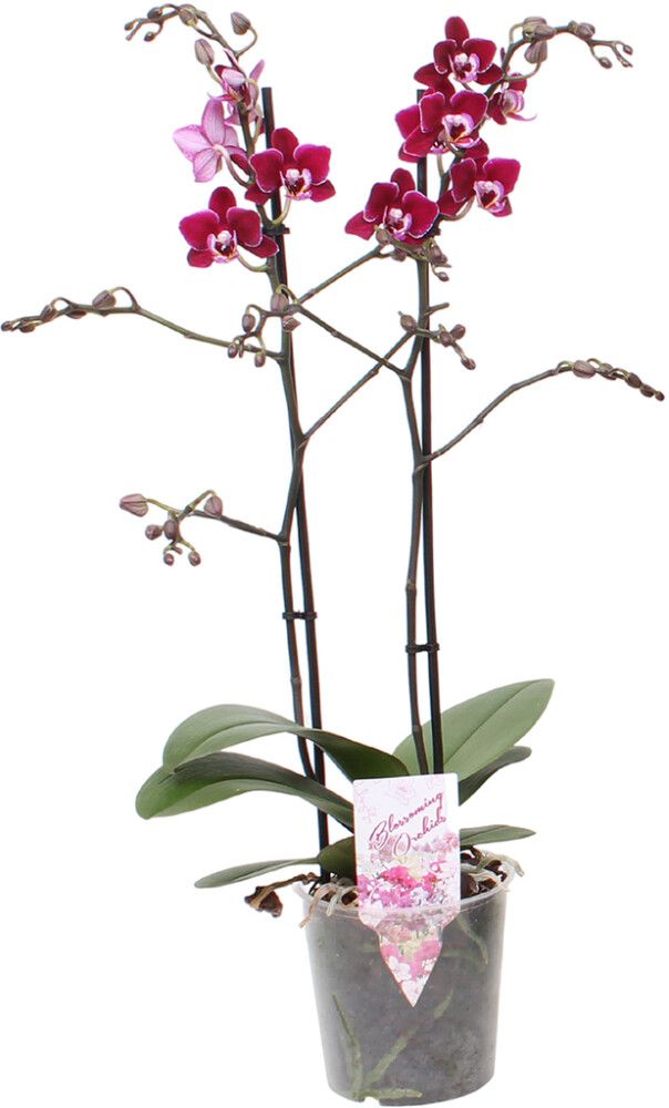 Kuuking Multiflora Special Ø 12 cm, 2-vart