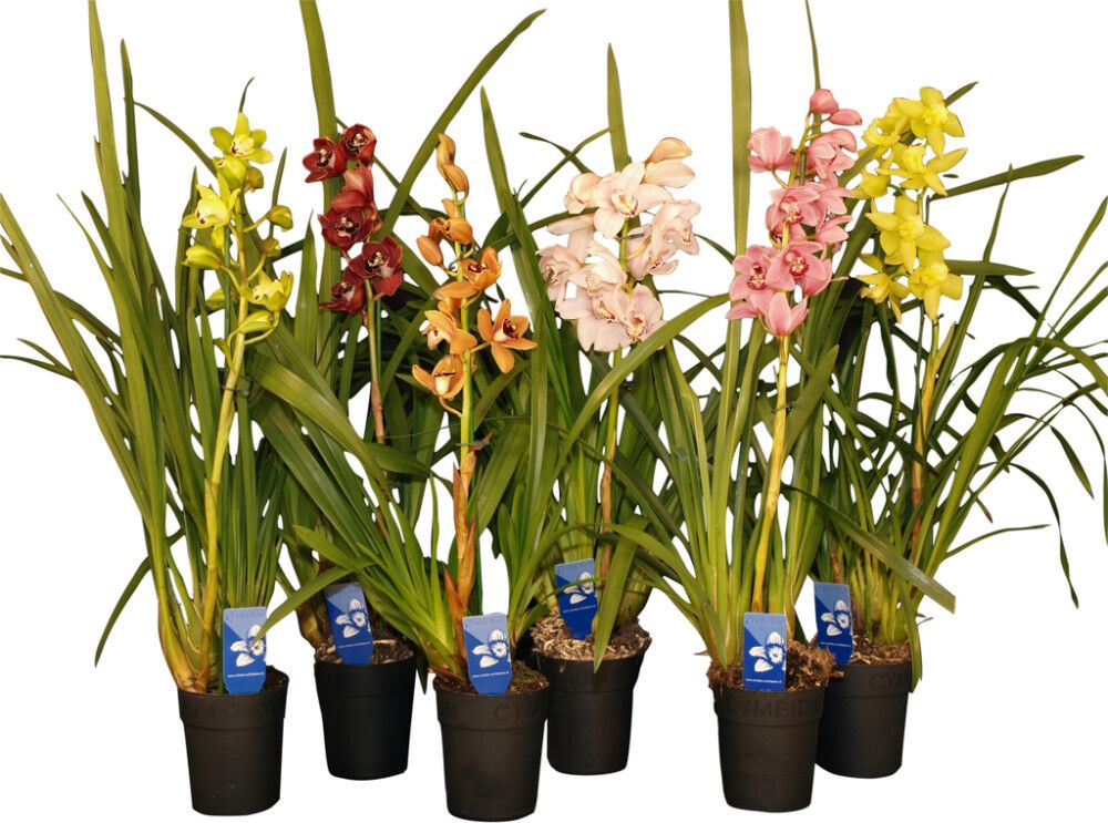 Tsümbiidium mix 1 -vars Ø 14 cm