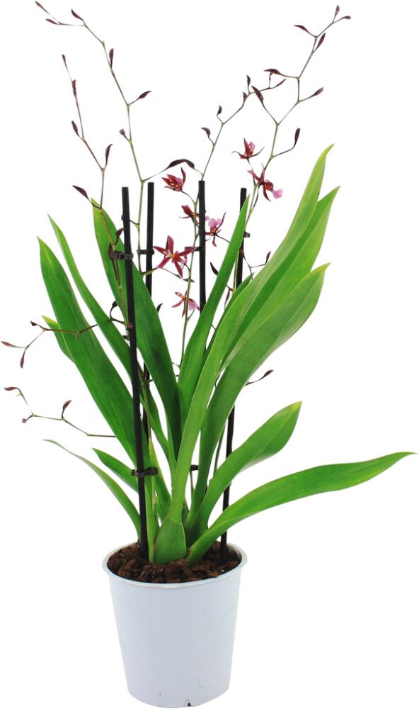 Orhidee Katsina Zoch 3 vart Ø 12 cm             