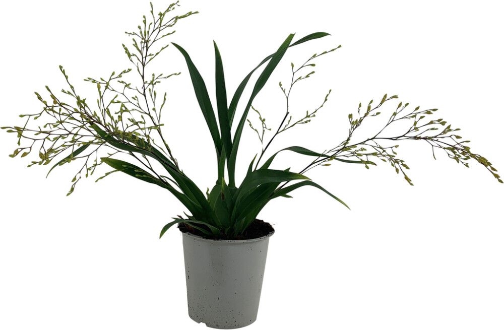 Ontsiidium Twinkle Ø 12, 3 vart                               