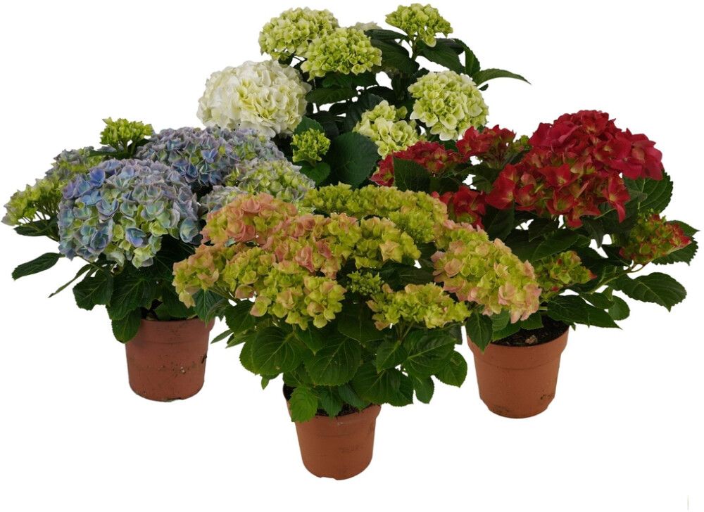 Hortensia valik Ø 14  cm