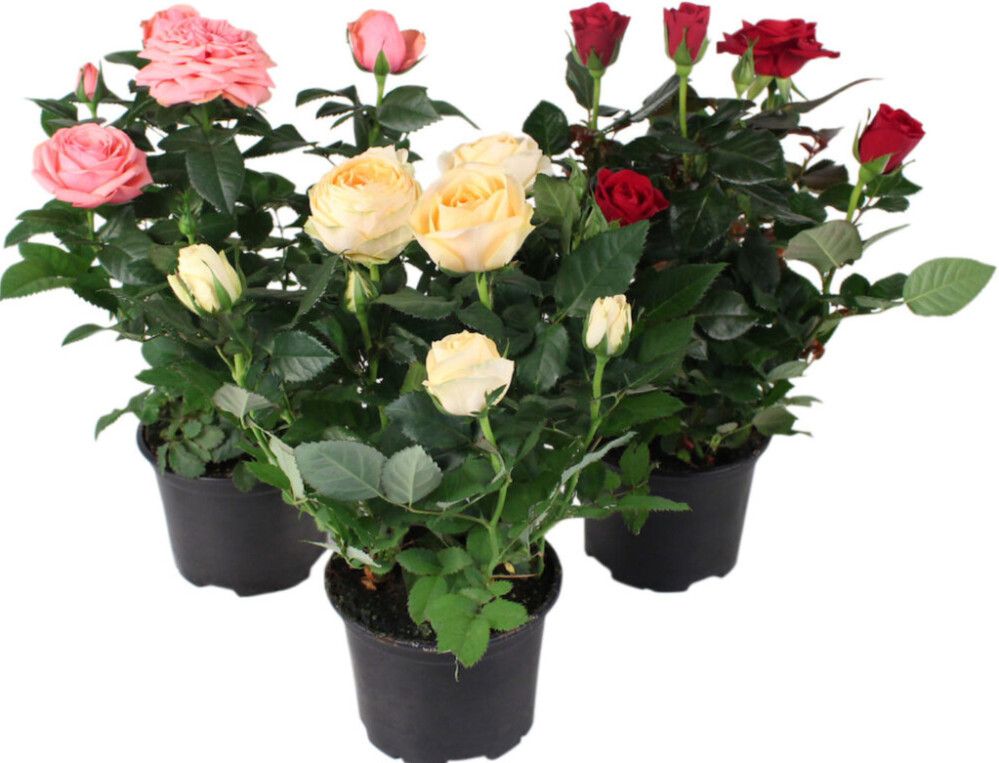 Potiroos mix Ø 12 cm