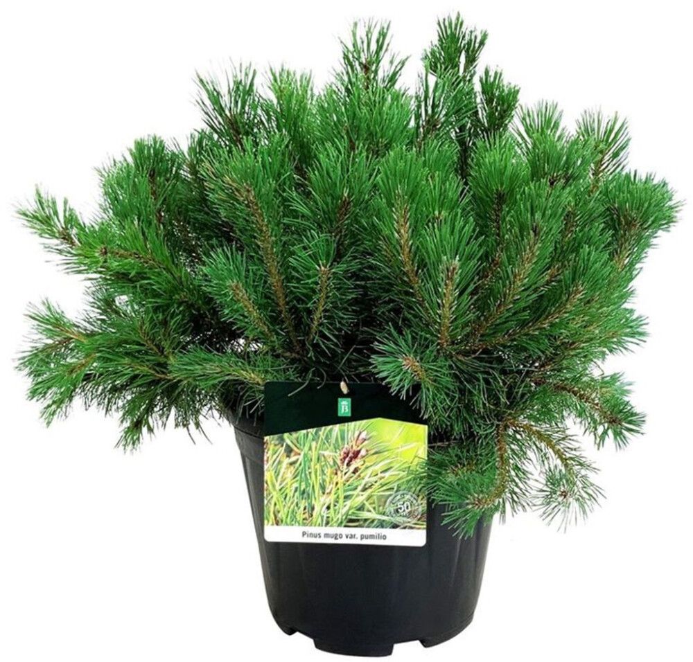 Kääbus-mägimänd Ø 17 cm