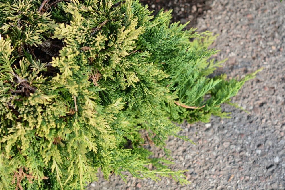 Roomav kadakas Golden Carpet Ø 17 cm