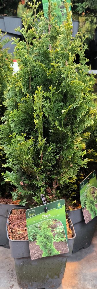 Harilik elupuu Degroot Spire Ø 17 cm