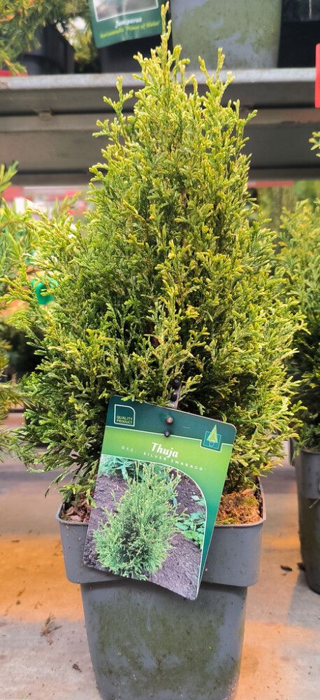 Harilik elupuu Silver Smaragd Ø 17 cm