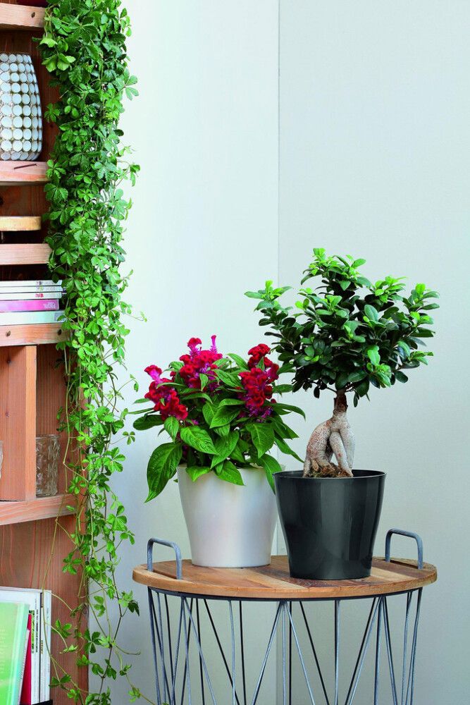 Ümbrispott Casablanca 18 cm