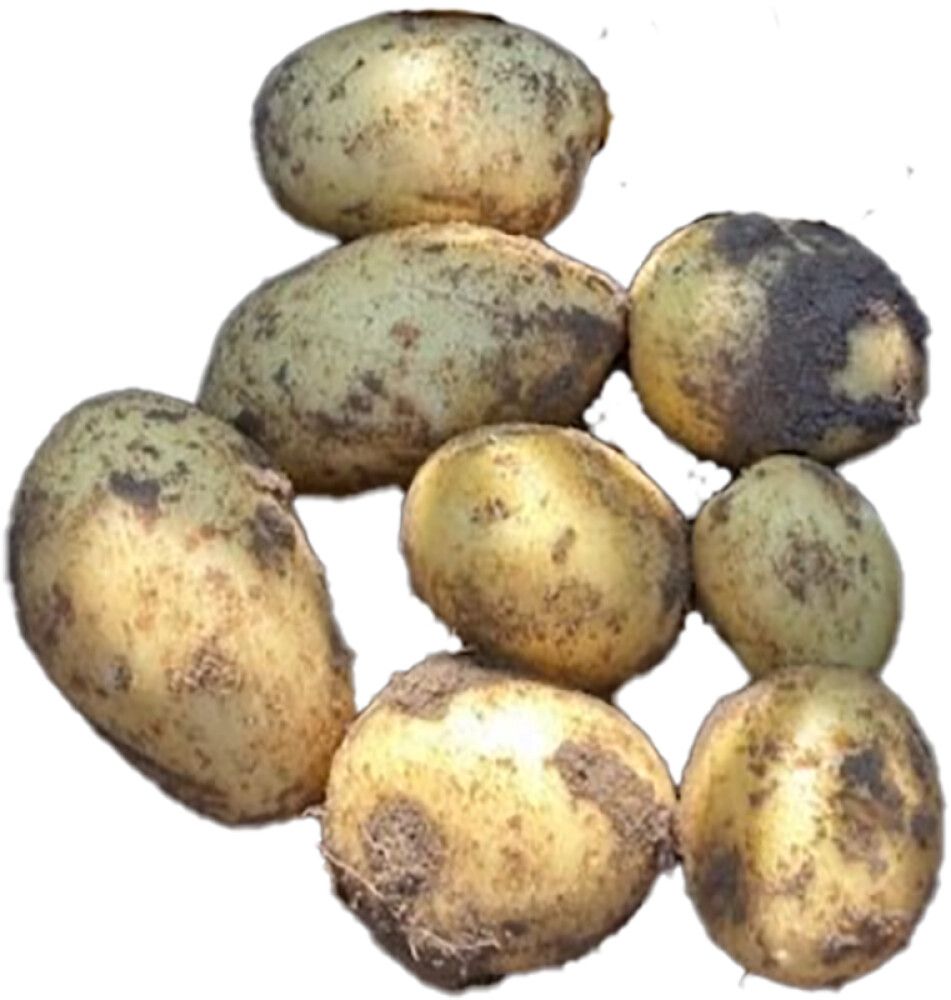 Seemnekartul Annegrete E 2,5 kg