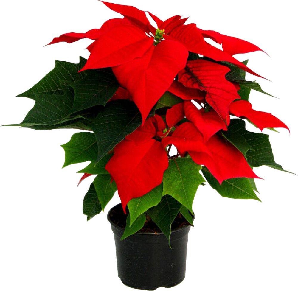 Jõulutäht  Ø 10,5 cm