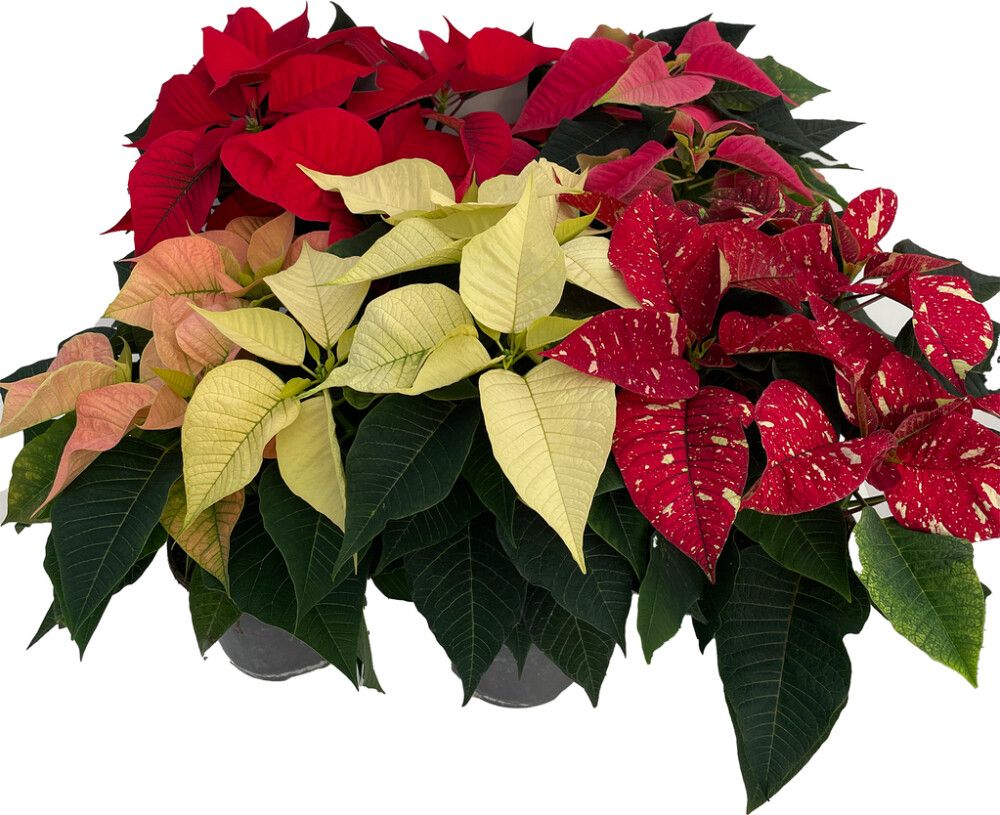 Jõulutäht Ø 13 cm