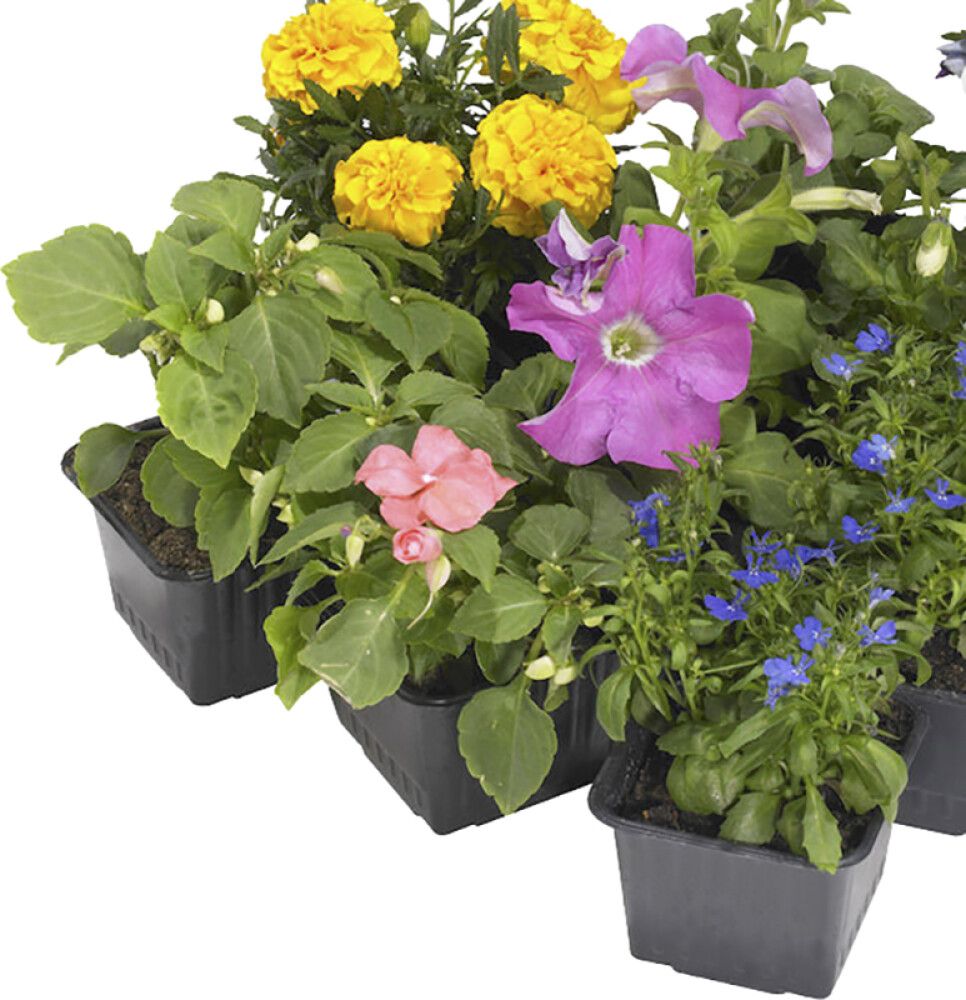 Begoonia mix Ø 9 cm