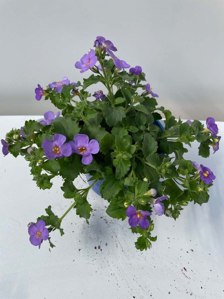 Südajas suutera Ø 10,5 cm