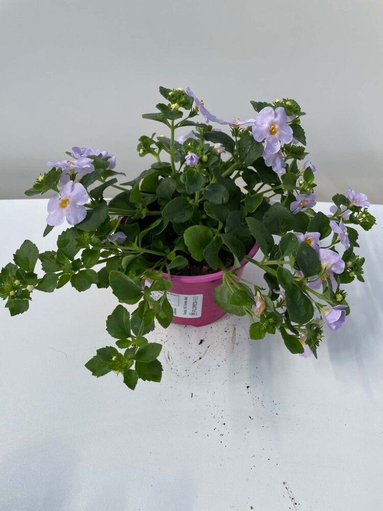 Südajas suutera Ø 10,5 cm