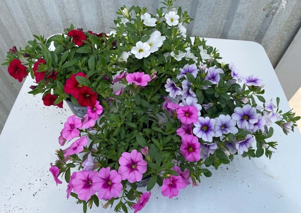 Aed-puispetuunia  Ø 10,5 cm