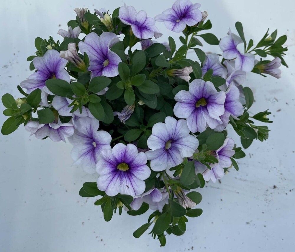 Aed-puispetuunia  Ø 10,5 cm