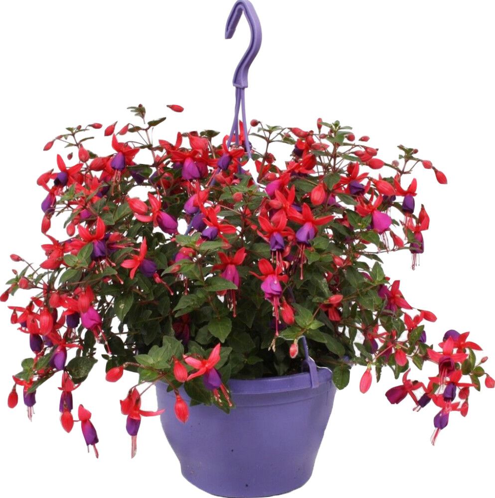 Suvelilleampel Fuksia Ø 25 cm