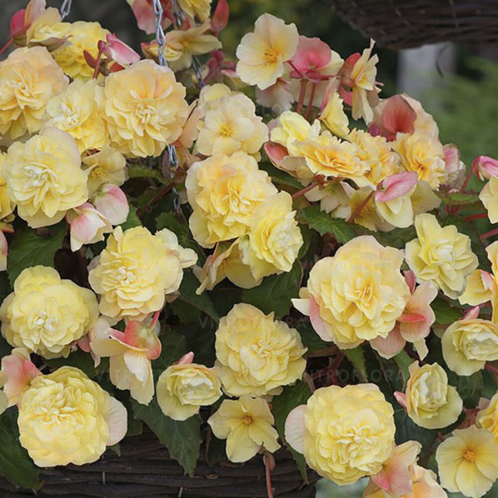 Suvelilleampel Begoonia