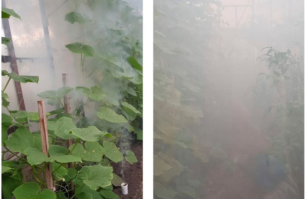 Suitsuküünal SMOG garlic