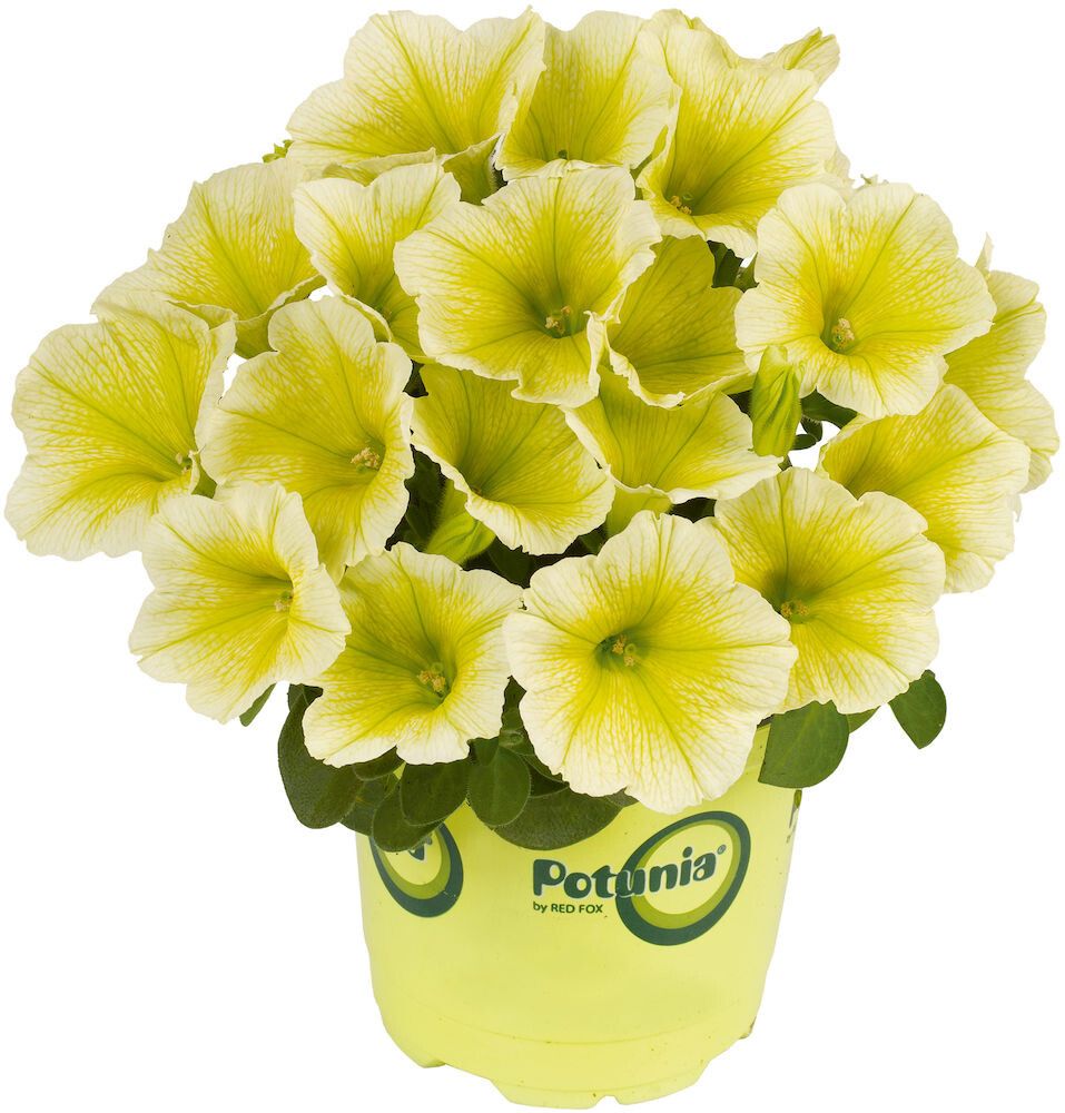 Confetti trio Ø 12 cm