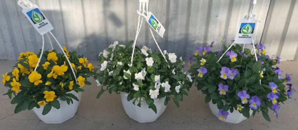 Ampel sarvkannike valik Ø 20 cm