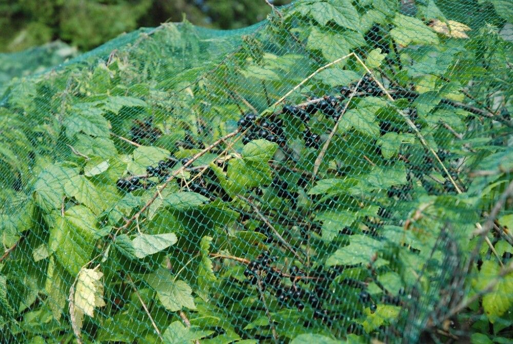 Linnuvõrk Tarha 40 m²