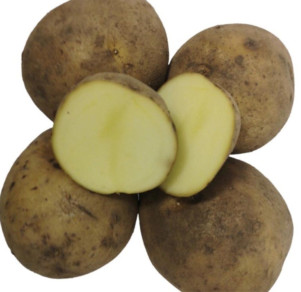 Seemnekartul Solist B 2,5kg