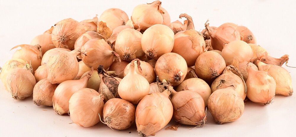 Tippsibul Stuttgarter Riesen 1 kg