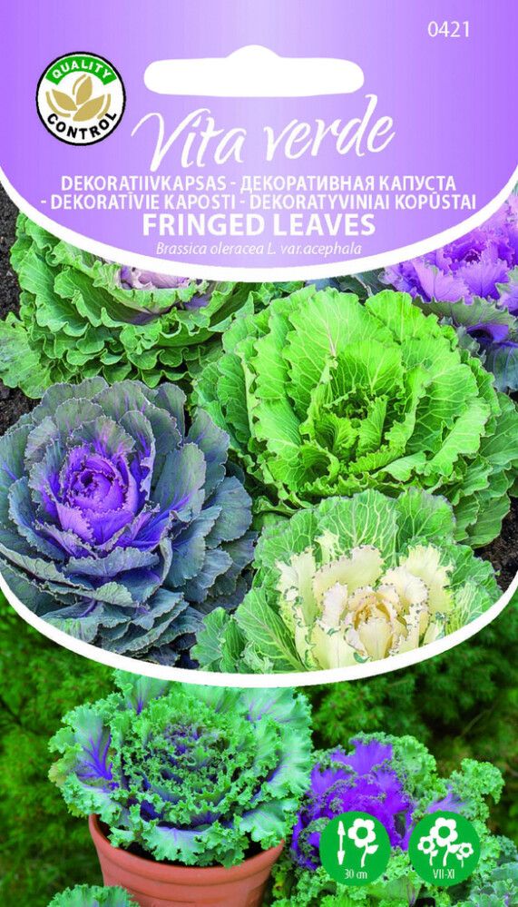 Dekoratiivkapsas Fringed Leaves