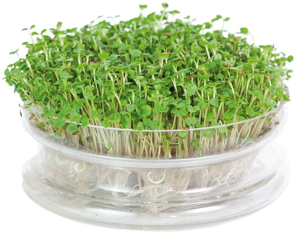 Idandamiskauss Buzzy® Organik rukola seemnetega Ø 14 cm