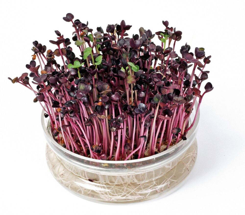 Idandamiskauss Buzzy® Organik rukola seemnetega Ø 14 cm